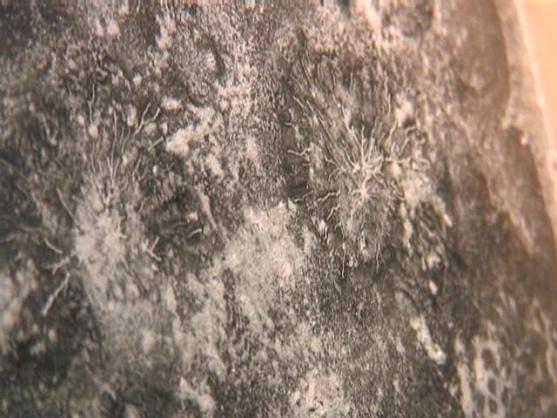 A Thinner reised Spider