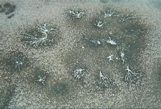 Raised Spiders accumulating material