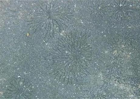 Link to larger image