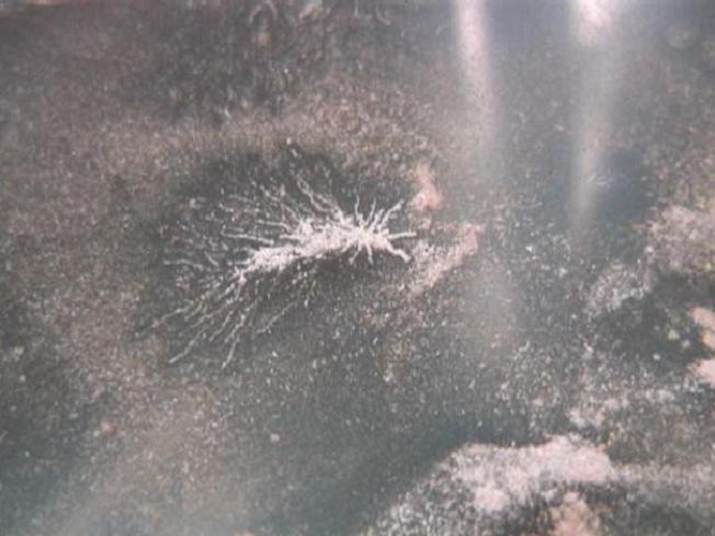 Raised Spider with nice legs