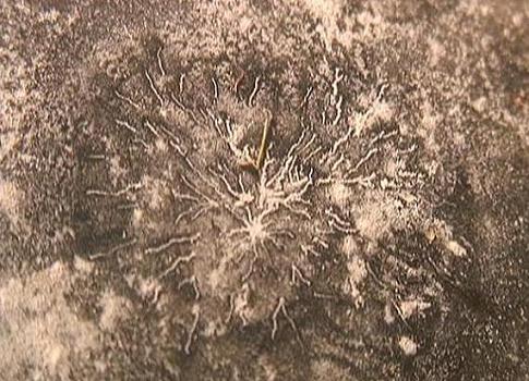 Positive Spider (Return to Martian Spiders)